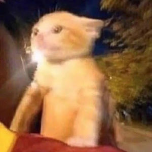 Meet your Posher, Ant